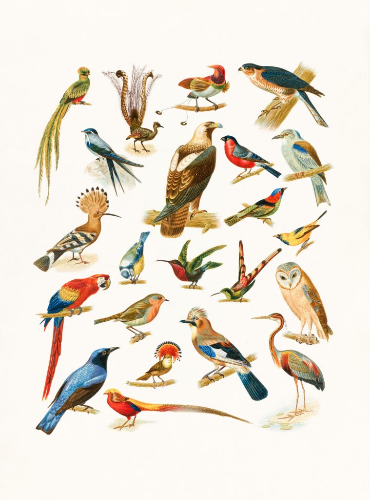 Illustration oiseaux exotiques