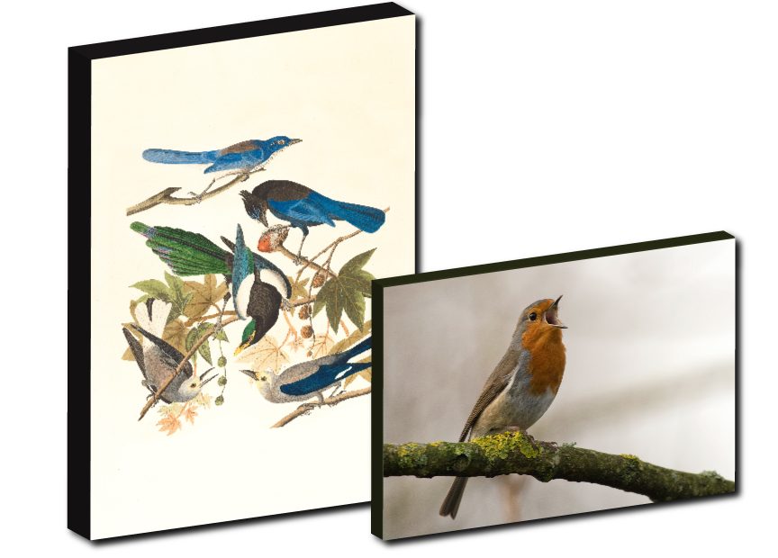 Images gratuites oiseaux pour laminage sur mesure et impression moyen et grand format